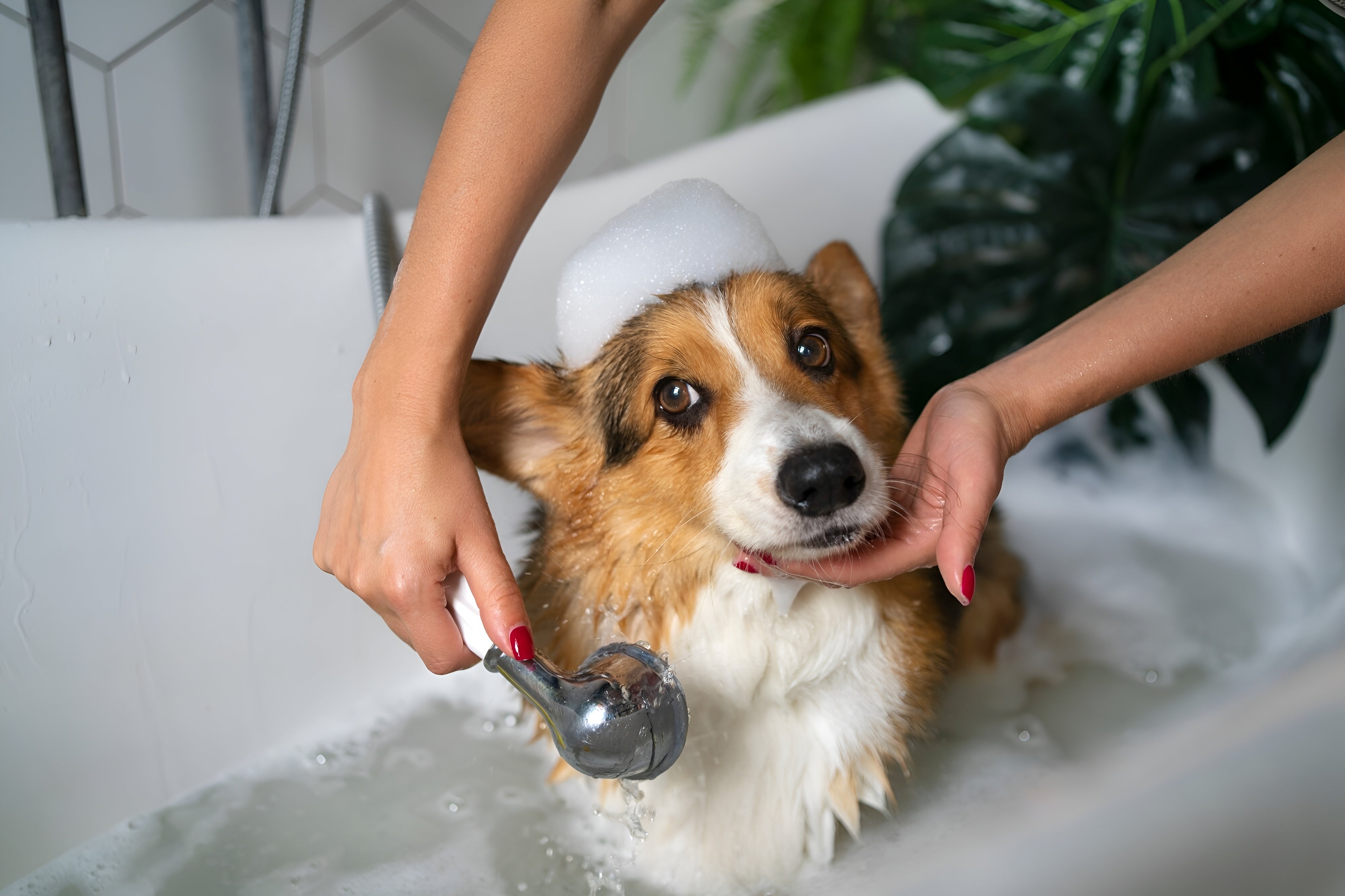 Bath Products For Fresh And Happy Pets